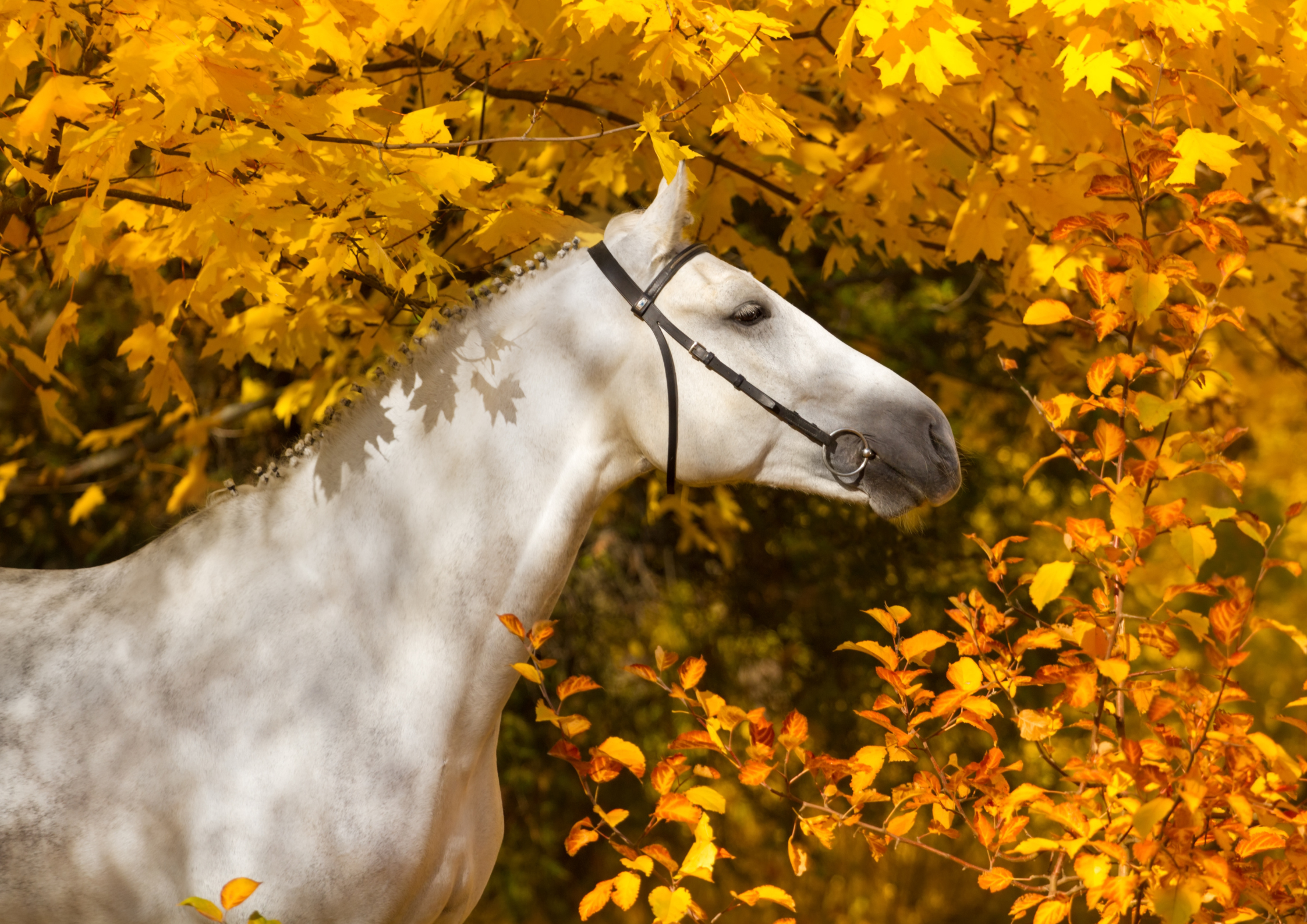 L’arrivée de l’automne : l’importance des probiotiques et prébiotiques pour votre cheval