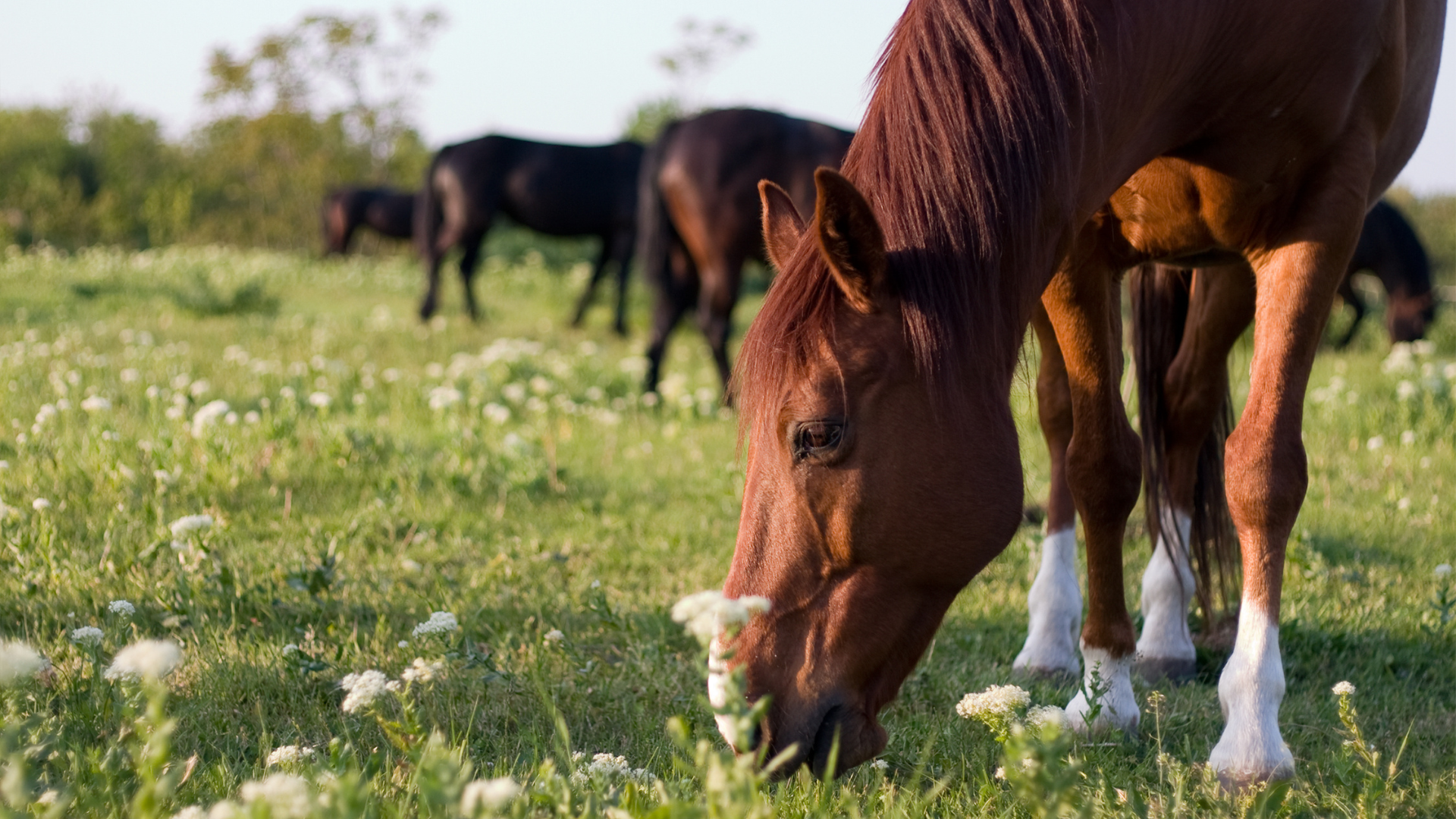 Comprendre l’utilité du drainage et de la détoxification chez son cheval
