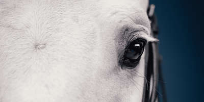 Compléments pour la santé oculaire du cheval