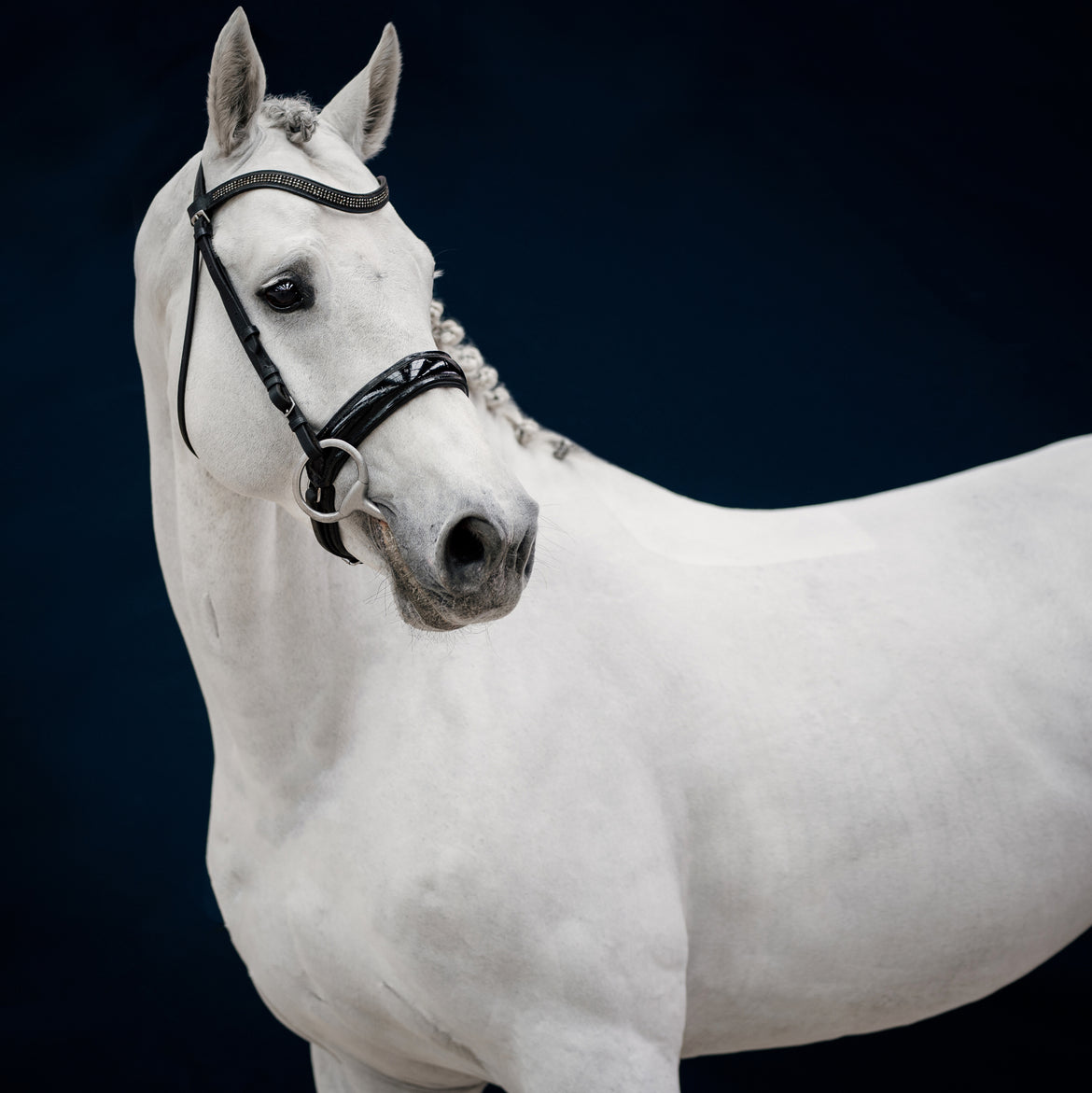 Compléments pour l'état général du cheval