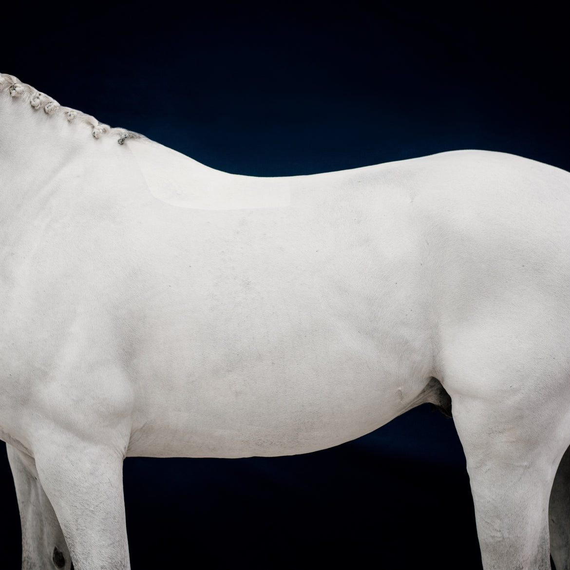 Compléments pour la digestion du cheval