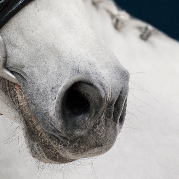 Compléments pour la respiration du cheval