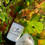 Bougie D'Joy "Trotting dans les Vignes" 150 gr